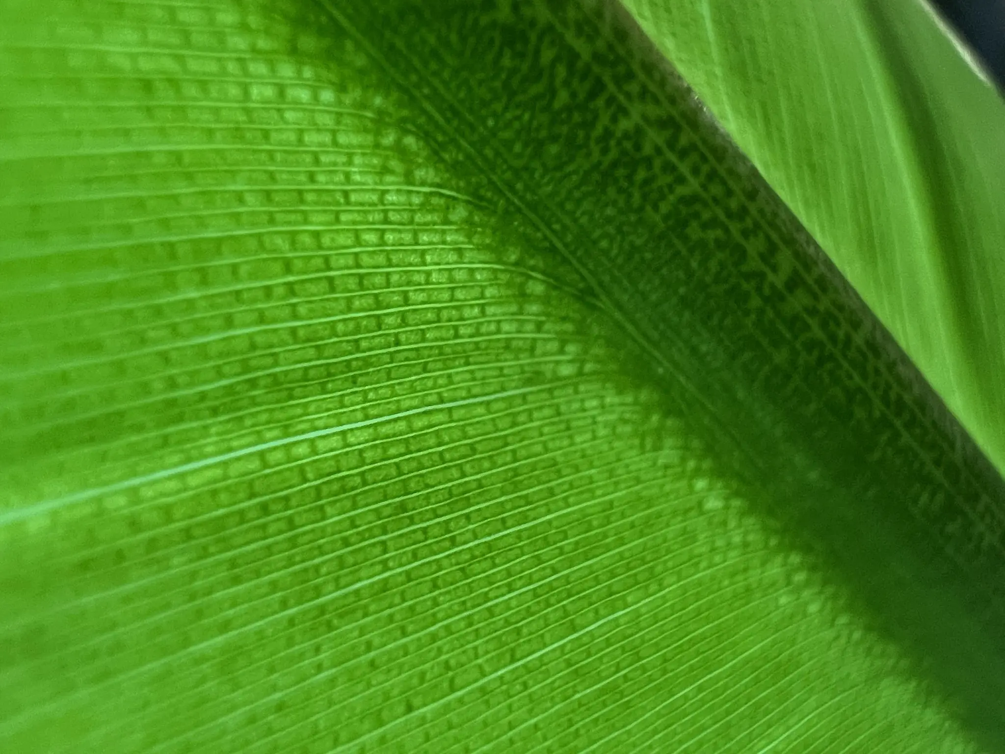 ontop.vn halide macro mode Leaf 2048x1536 1