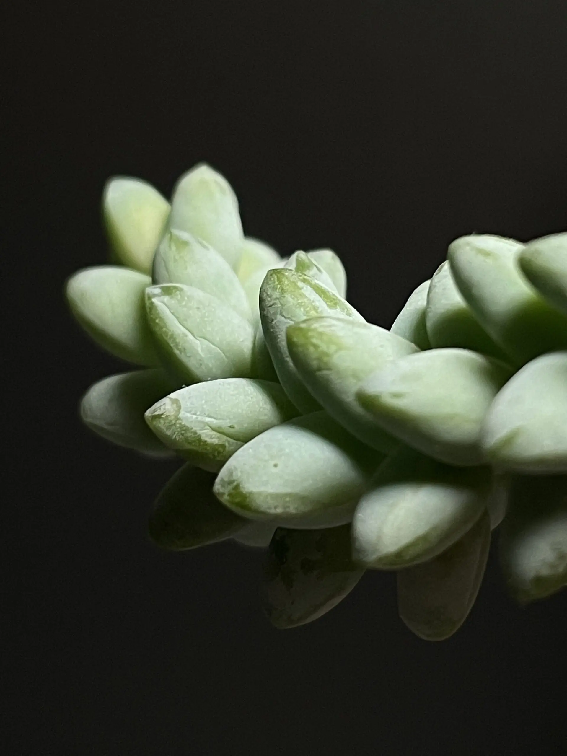 ontop.vn halide macro mode iPhone 12 Pro Succulent 2000x2667 1