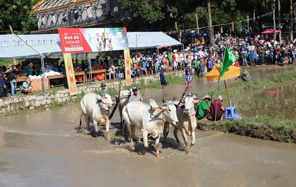 Ảnh dua bò baoangiang Khánh Dăng