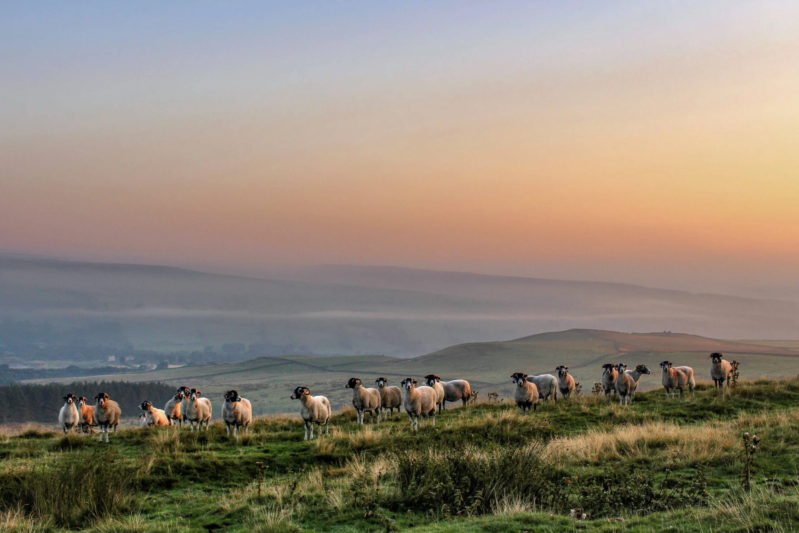 Alan Rees Counting Sheep scaled 1