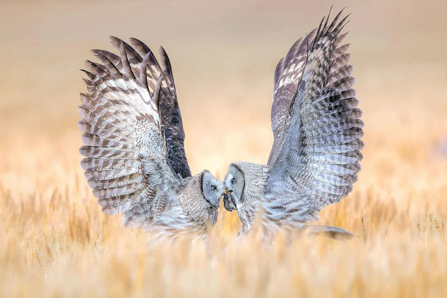 Bird Photographer Of The Year Ontop.vn 2