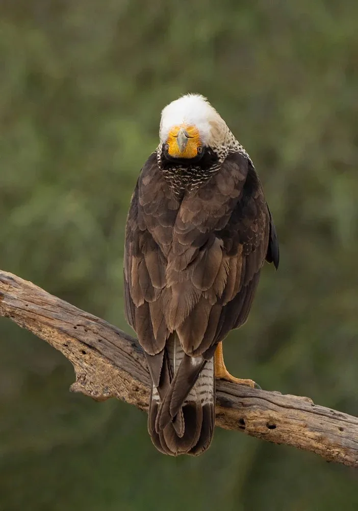 Bird Photographer Of The Year Ontop.vn 4