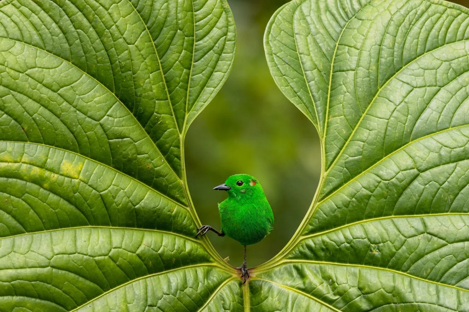 Bird Photographer Of The Year Ontop.vn 6