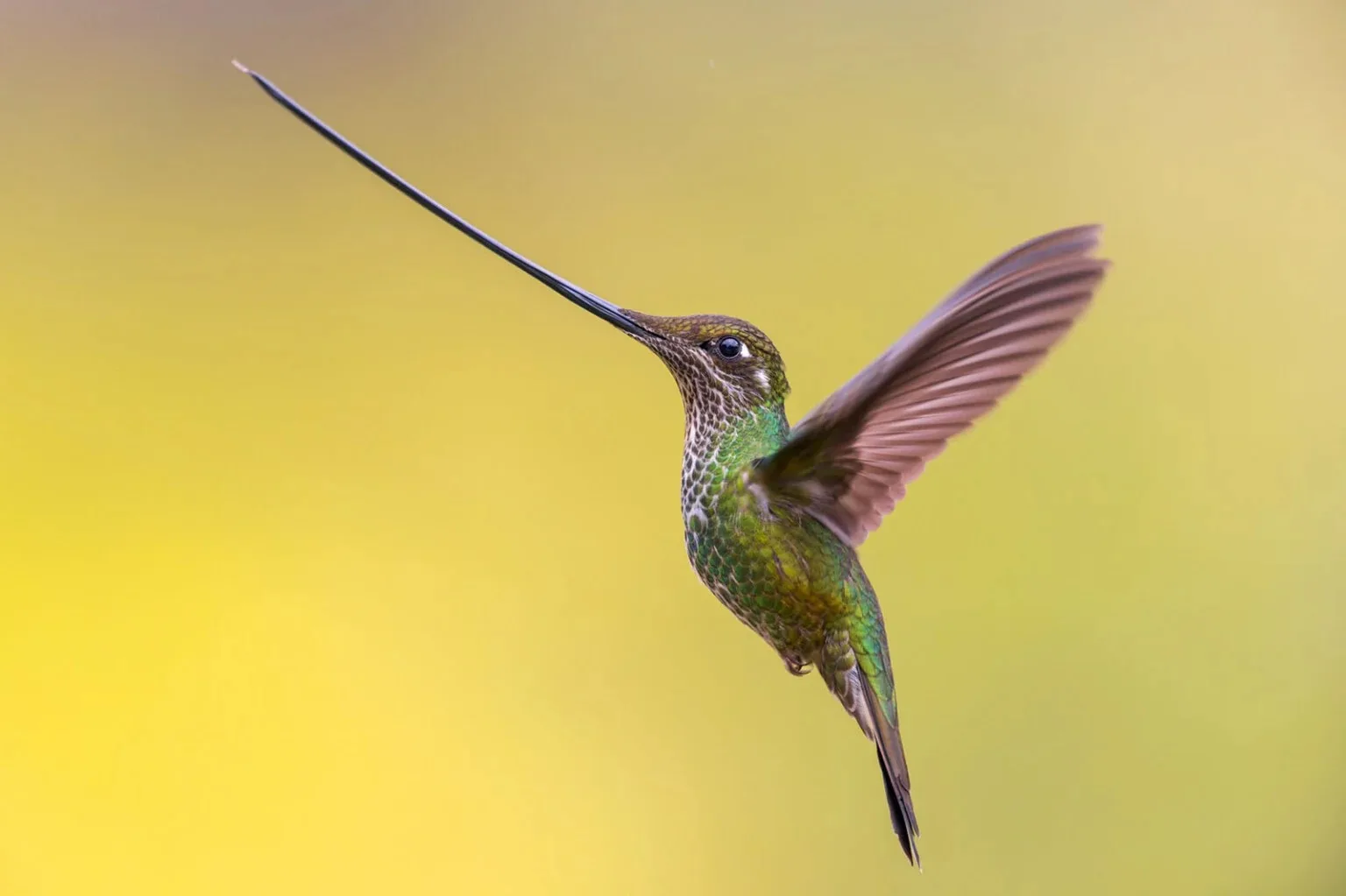 Bird Photographer Of The Year Ontop.vn 7