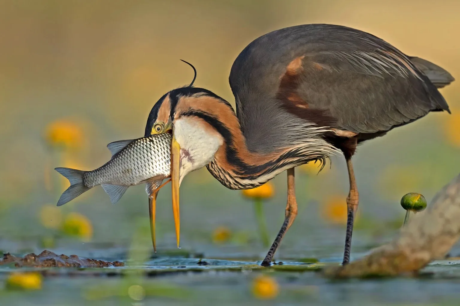 Bird Photographer Of The Year Ontop.vn 8