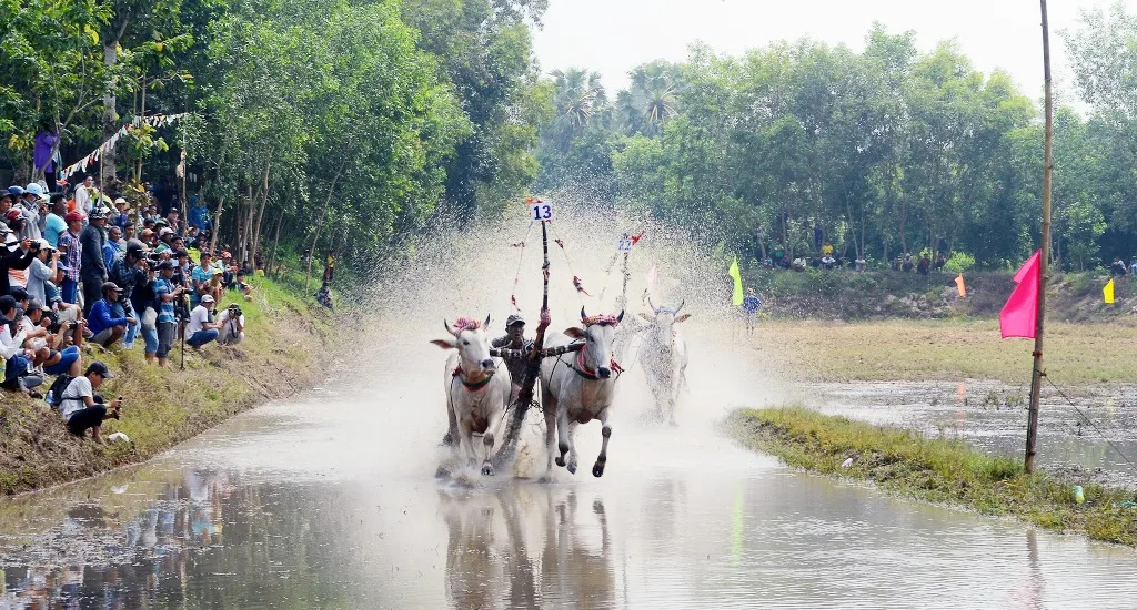 Dua bò baoangiang Thanh Tiến