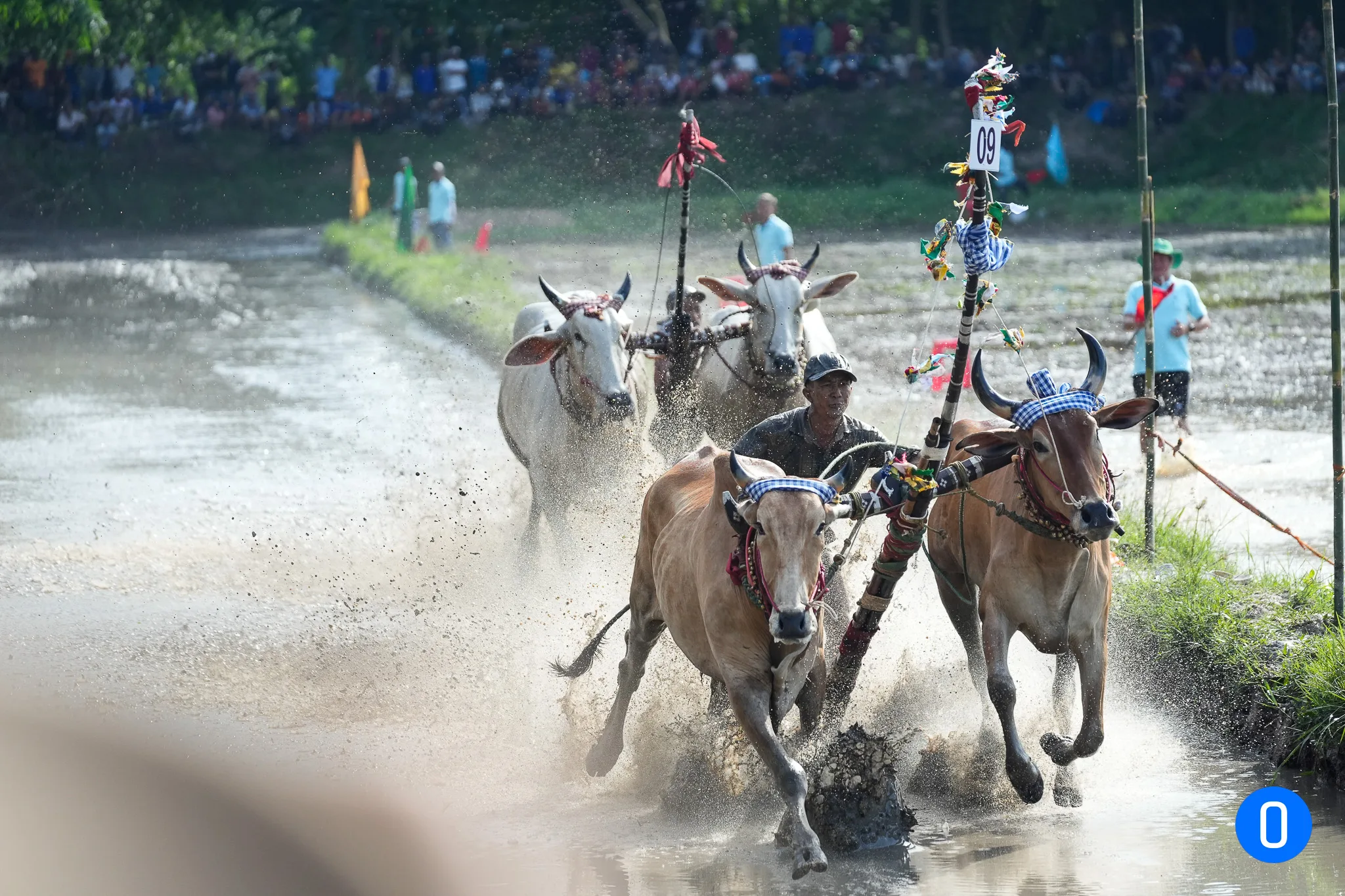 Hình ảnh dua bò ONTOP.vn 13