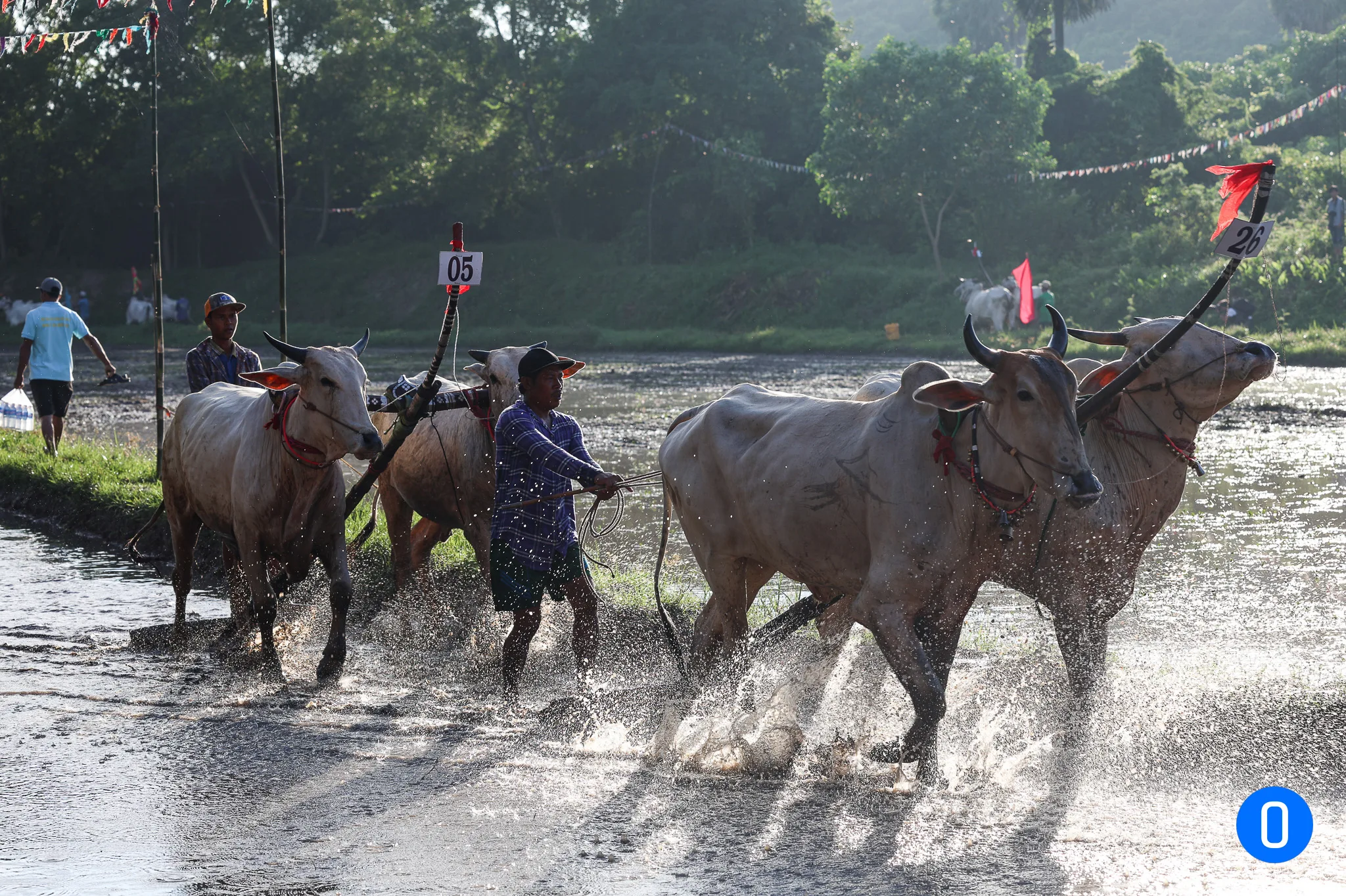 Hình ảnh dua bò ONTOP.vn 24