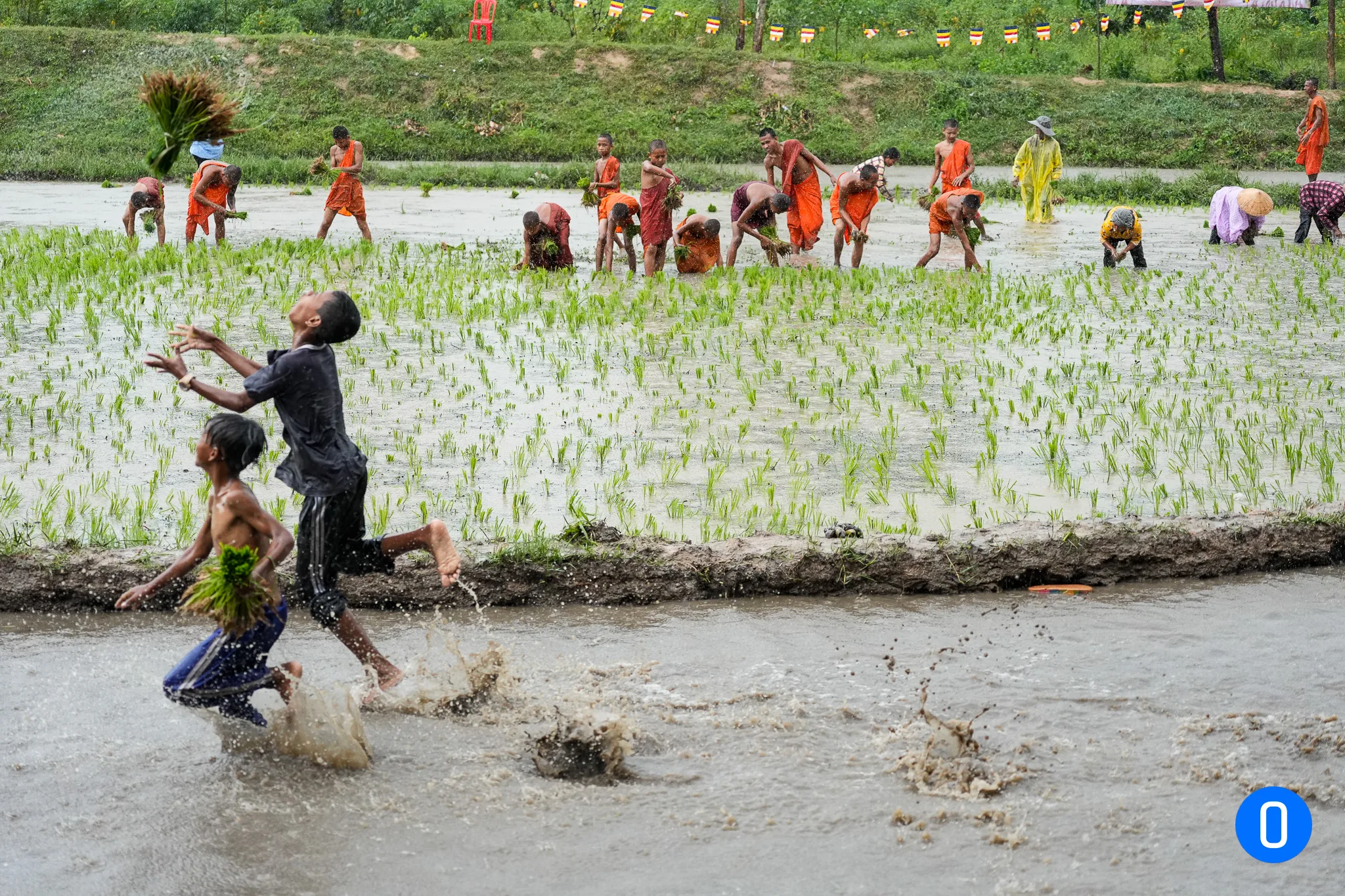 Hình ảnh dua bò ONTOP.vn 42 1