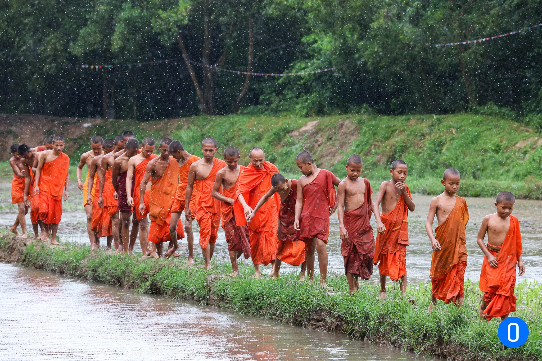 Hình ảnh dua bò ONTOP.vn 47