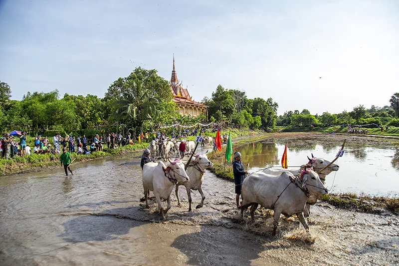 Lễ Hội Dua Bò Ontop.vn 13