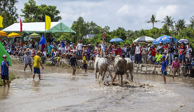 Lễ Hội Dua Bò Ontop.vn 17 1