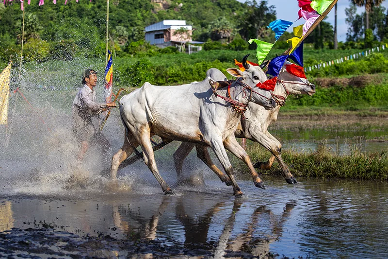 Lễ Hội Dua Bò Ontop.vn 2