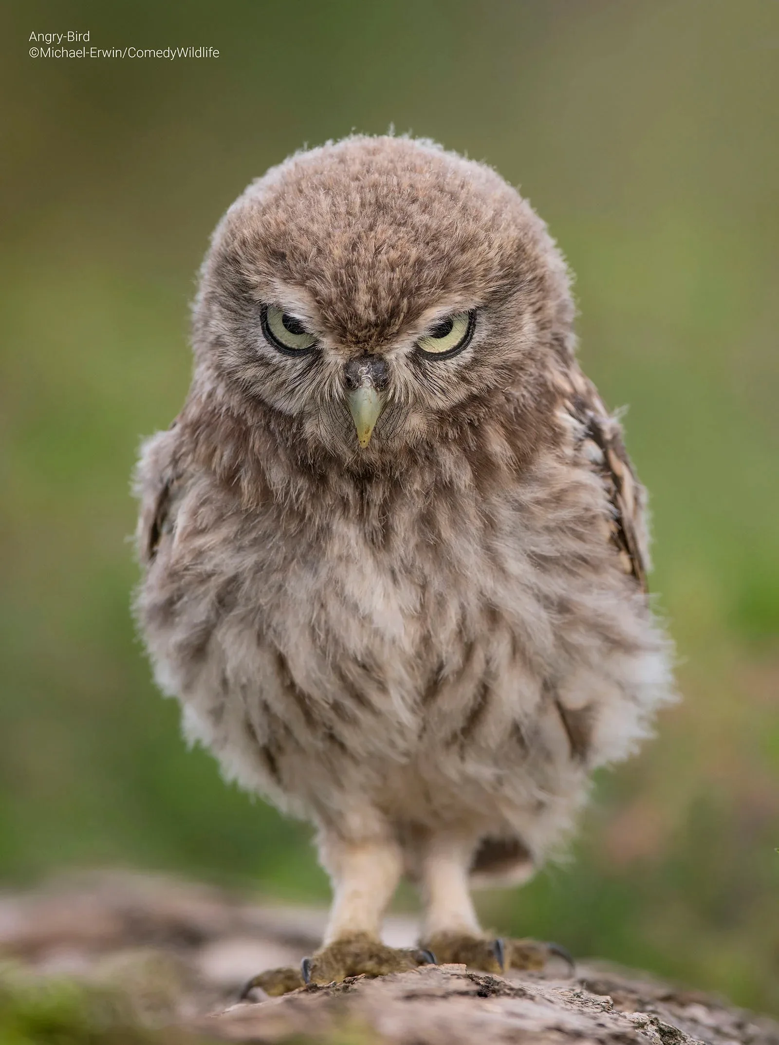 Michael Erwin Angry Bird