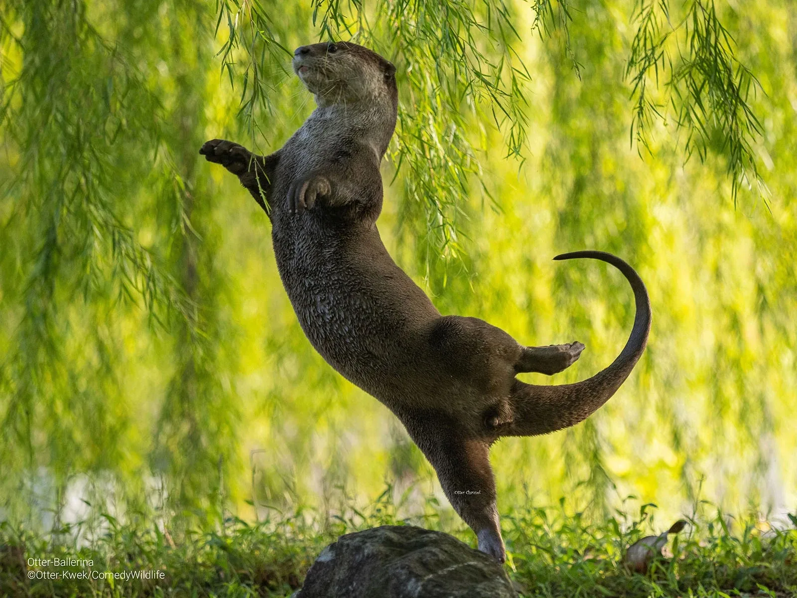 Otter Kwek Otter Ballerinas
