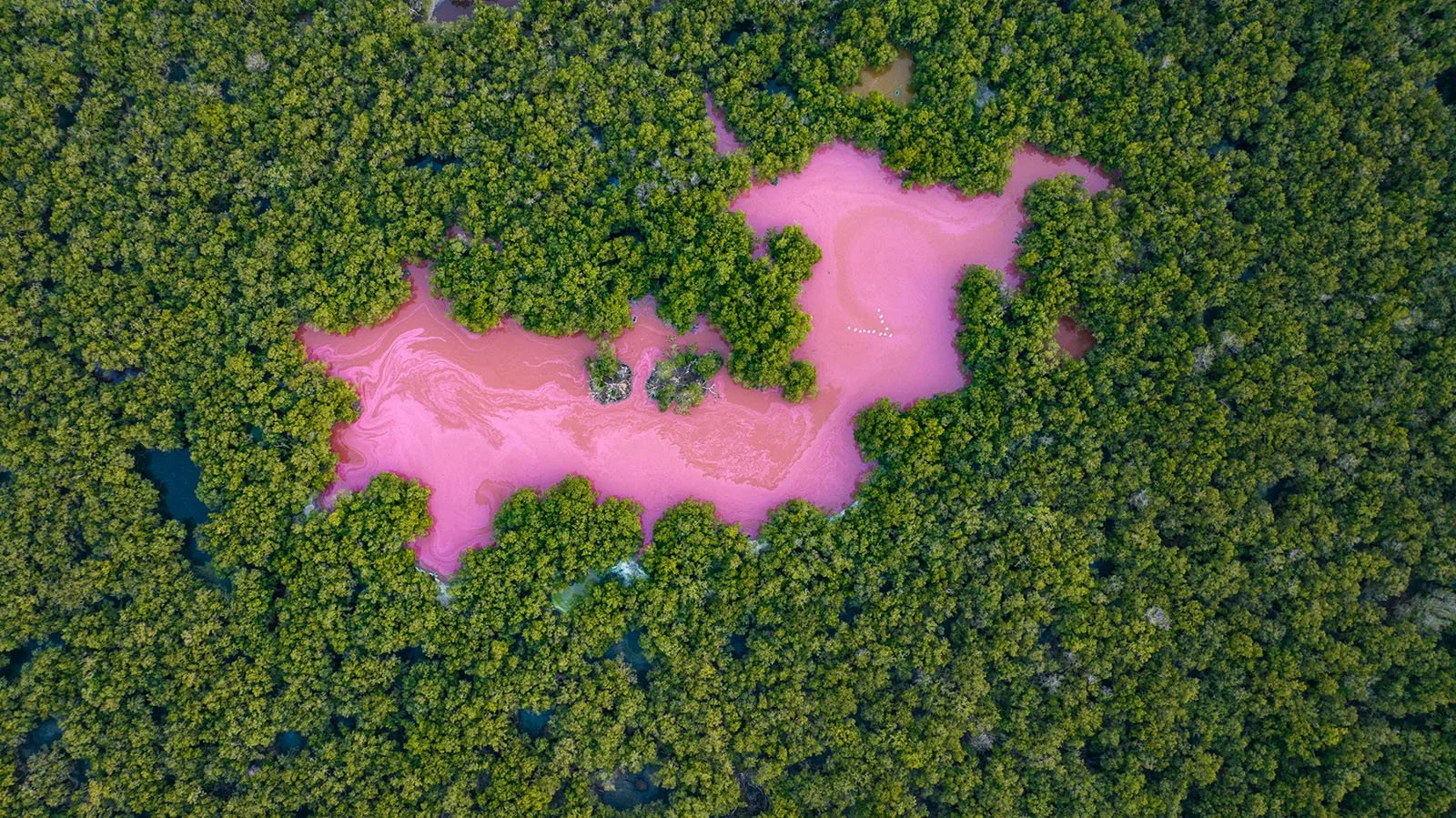 Pink mangrove lagoon 1