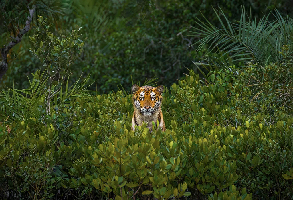 THE FINEST FLOWER OF THE MANGROVES