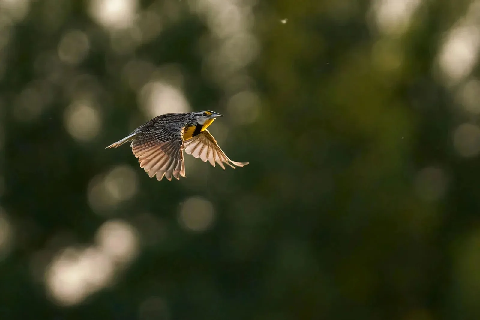 Tamron 150 500mm Ontop.vn 2 1