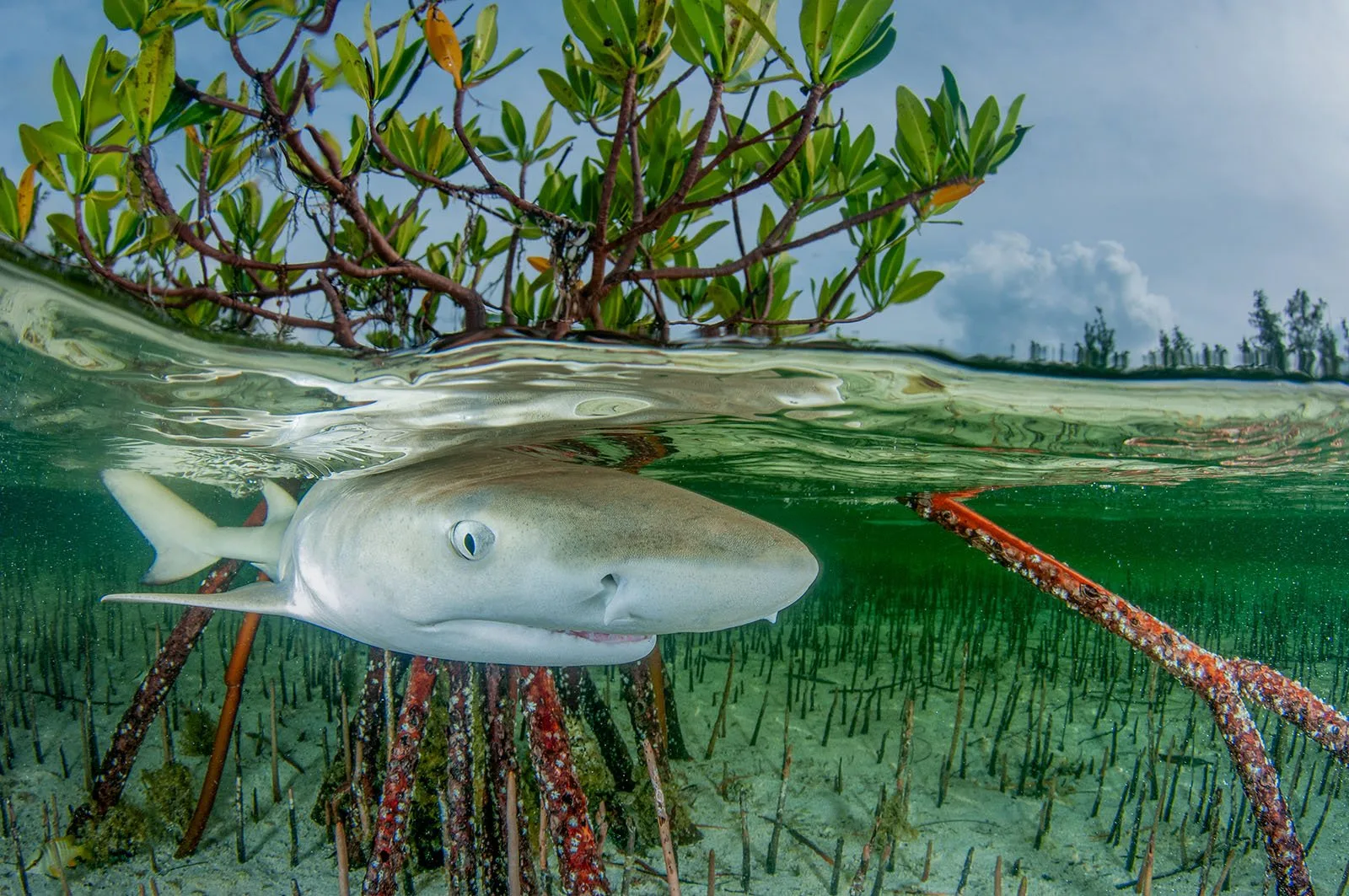 Underwater Lemonshark split 1