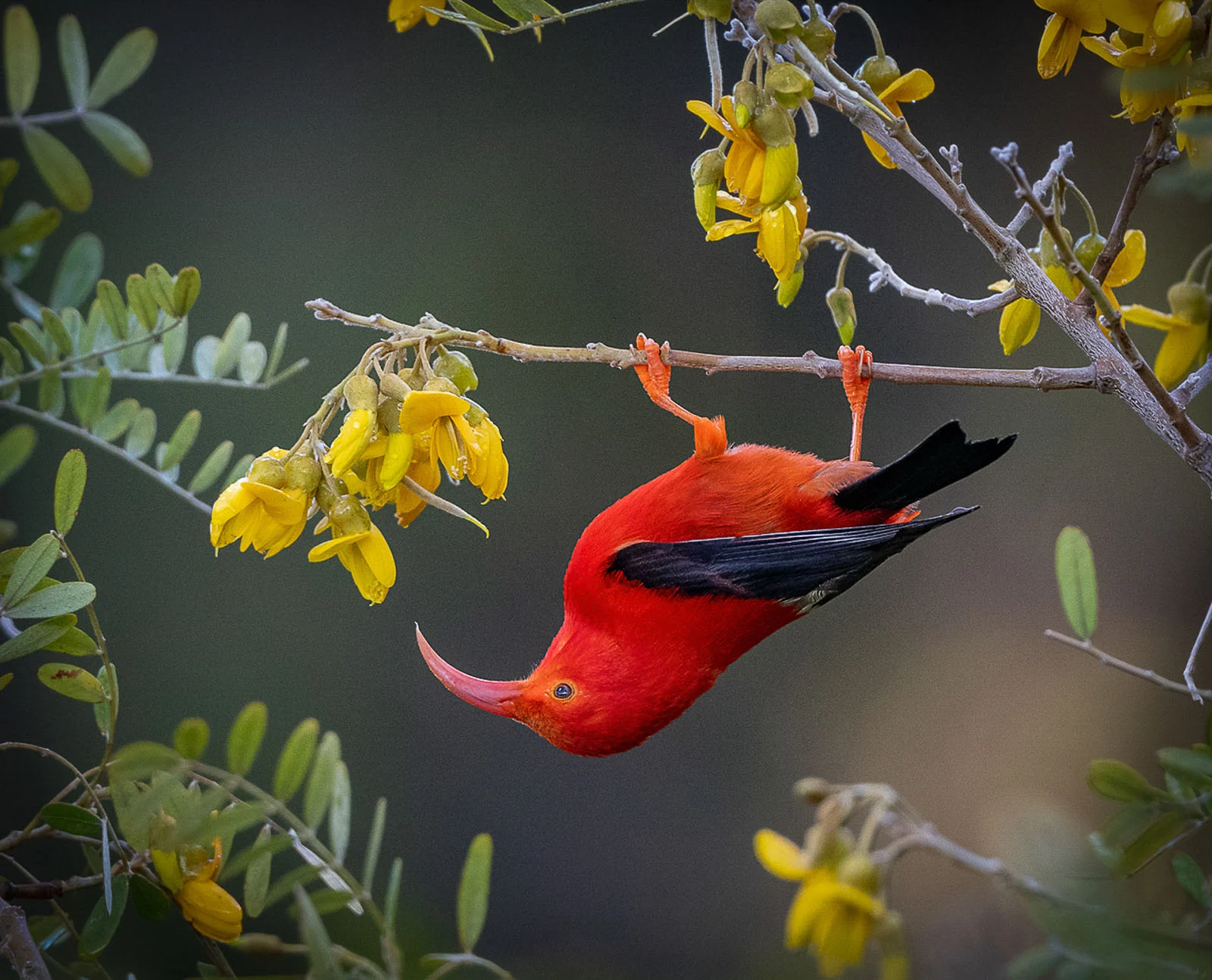 2024 Birds Judges Choice OwenDeutsch 005