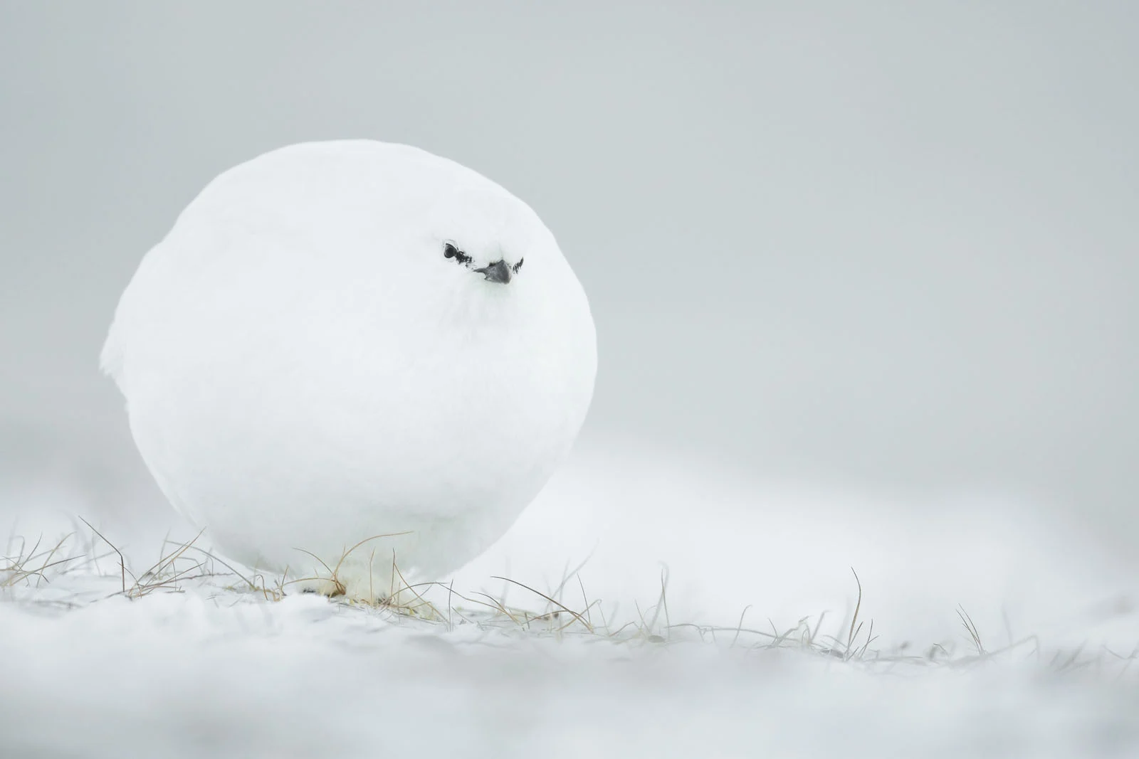 Highly Commended Jacques Poulard Snowball