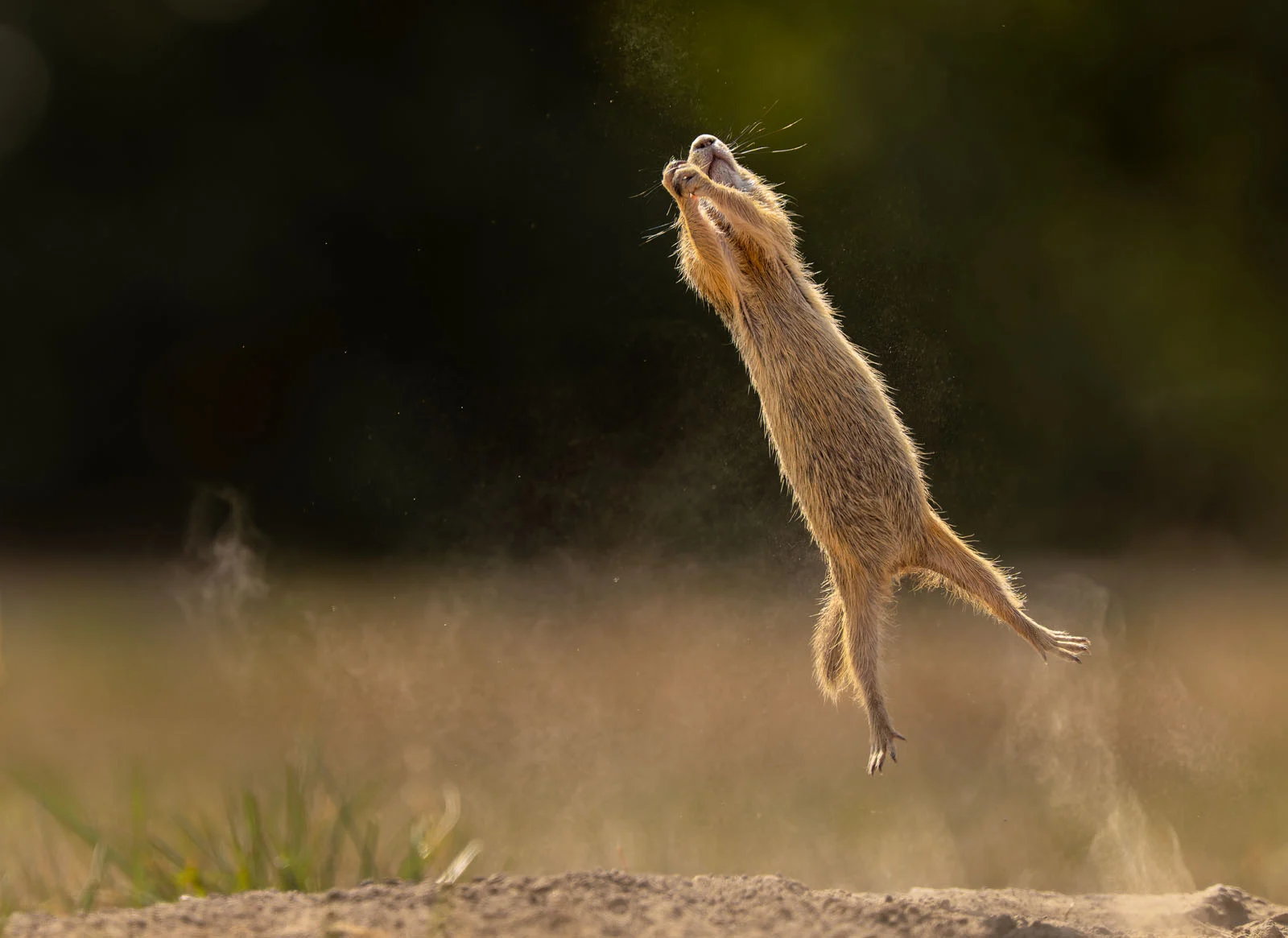 PORTFOLIO CATEGORY WINNER Timea Ambrus I finally learned to fly or not 1