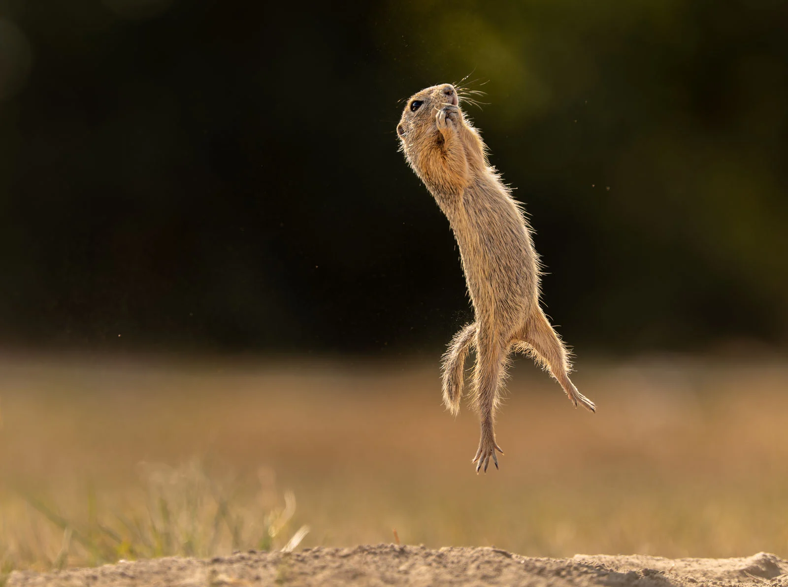 PORTFOLIO CATEGORY WINNER Timea Ambrus I finally learned to fly or not 2