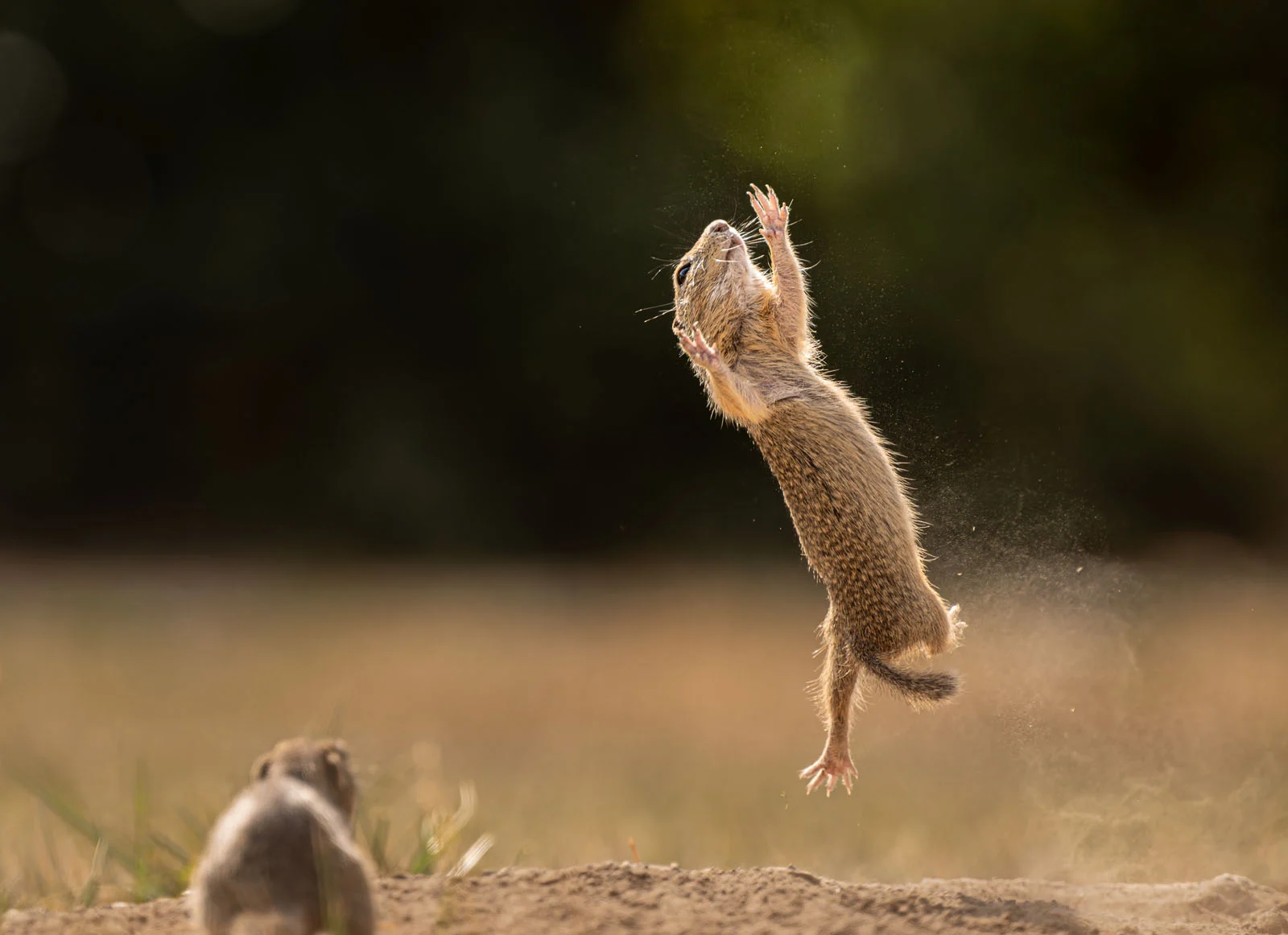 PORTFOLIO CATEGORY WINNER Timea Ambrus I finally learned to fly or not 3