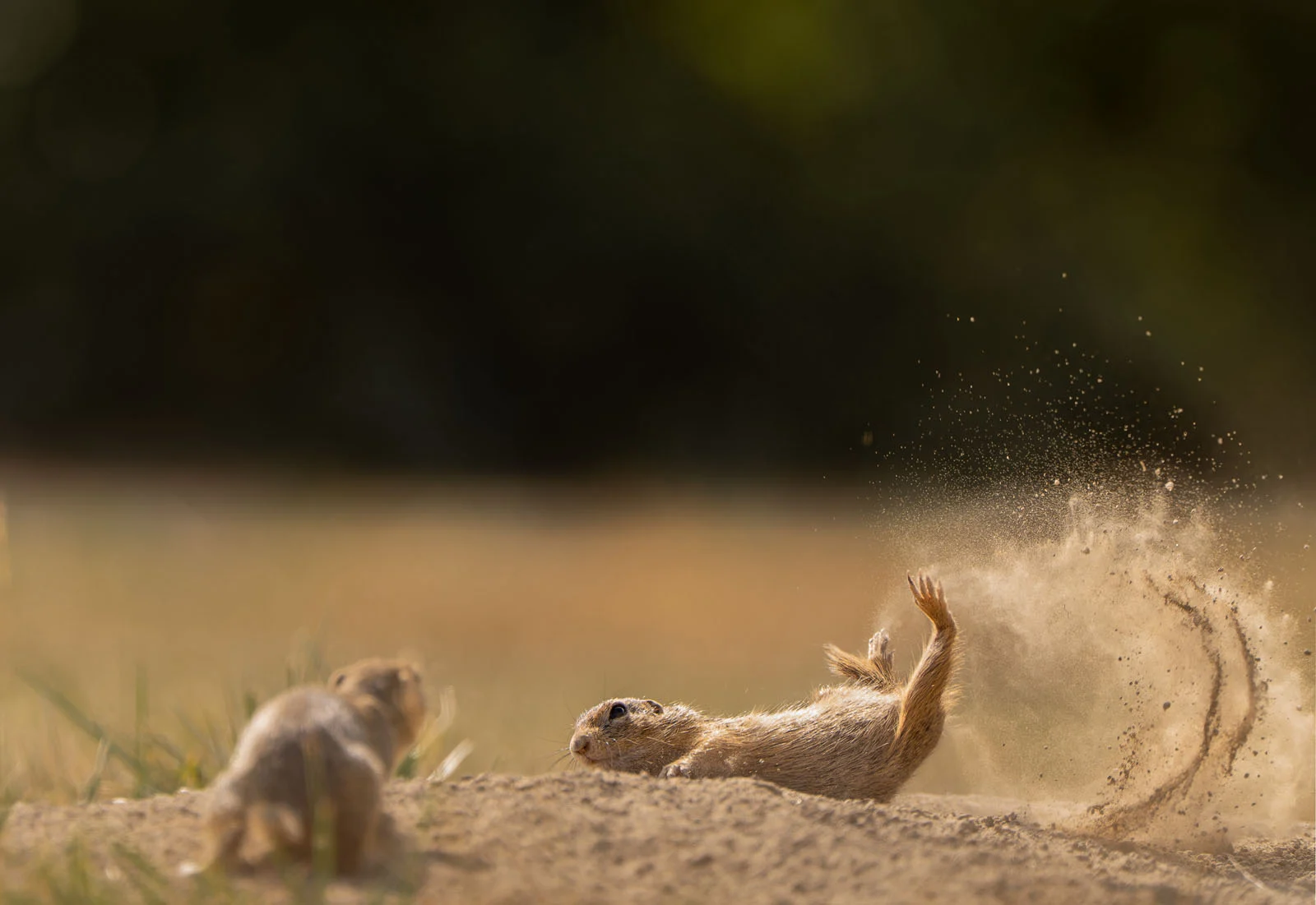 PORTFOLIO CATEGORY WINNER Timea Ambrus I finally learned to fly or not 4