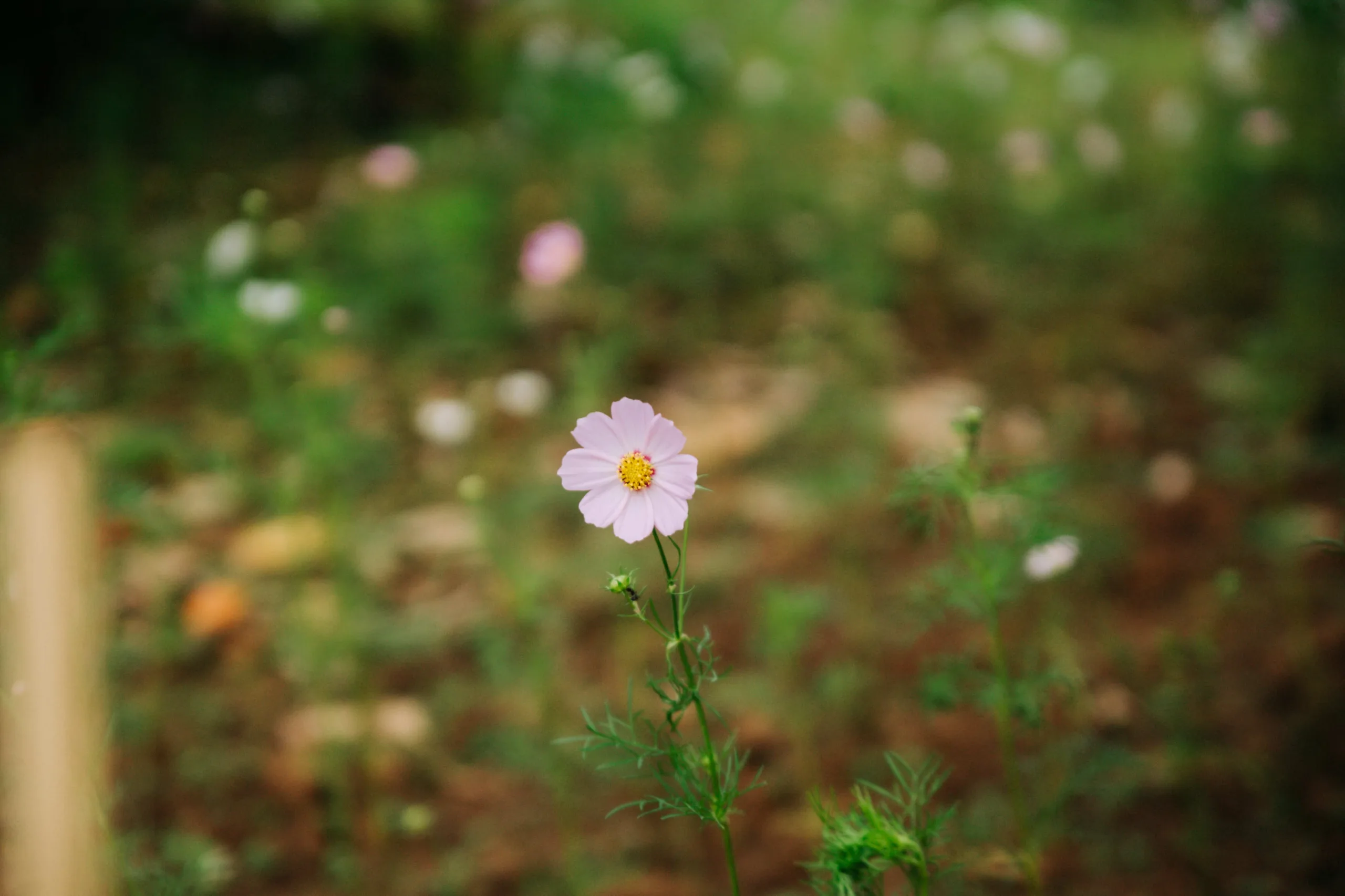 Ảnh Bokeh chia sẻ bởi bạn Lý Thiên Dức ONTOP.vn 20