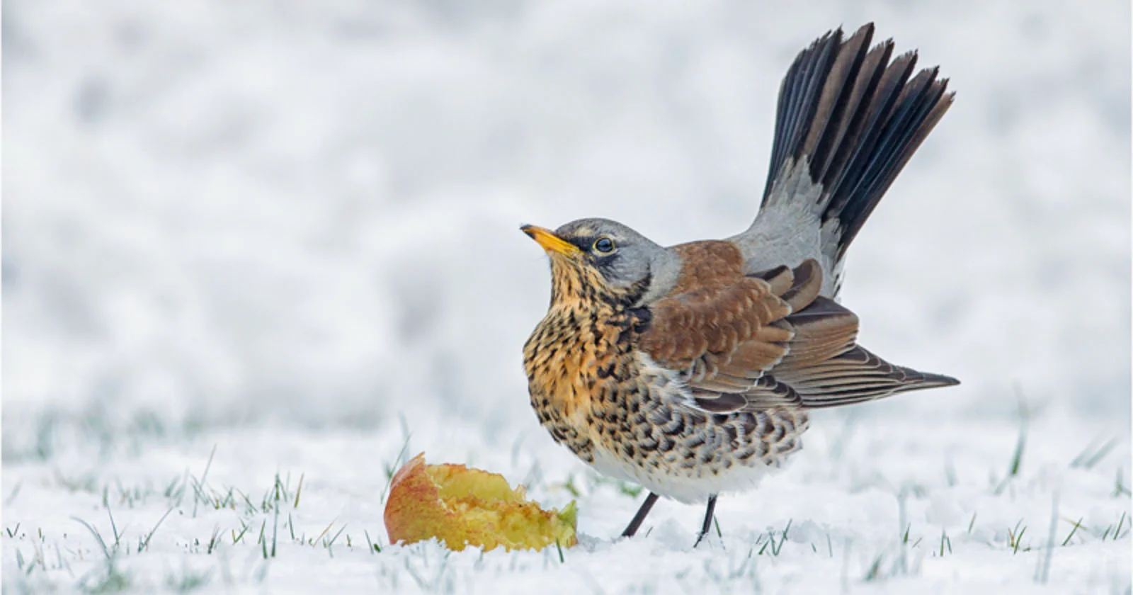 bird photographer snwip featured