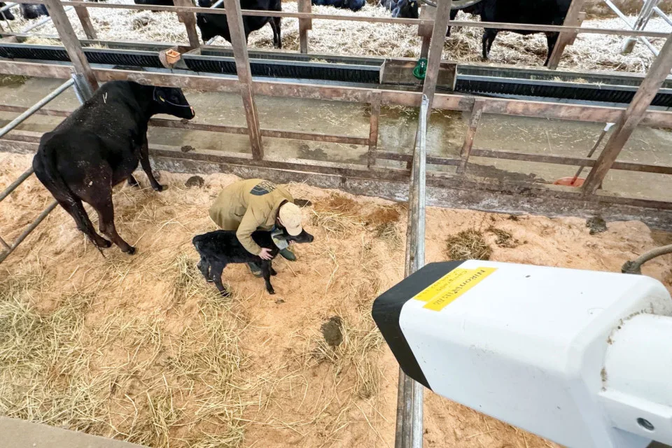 Nikon developed a new AI camera system that can detect cows are about to give birth.jpg