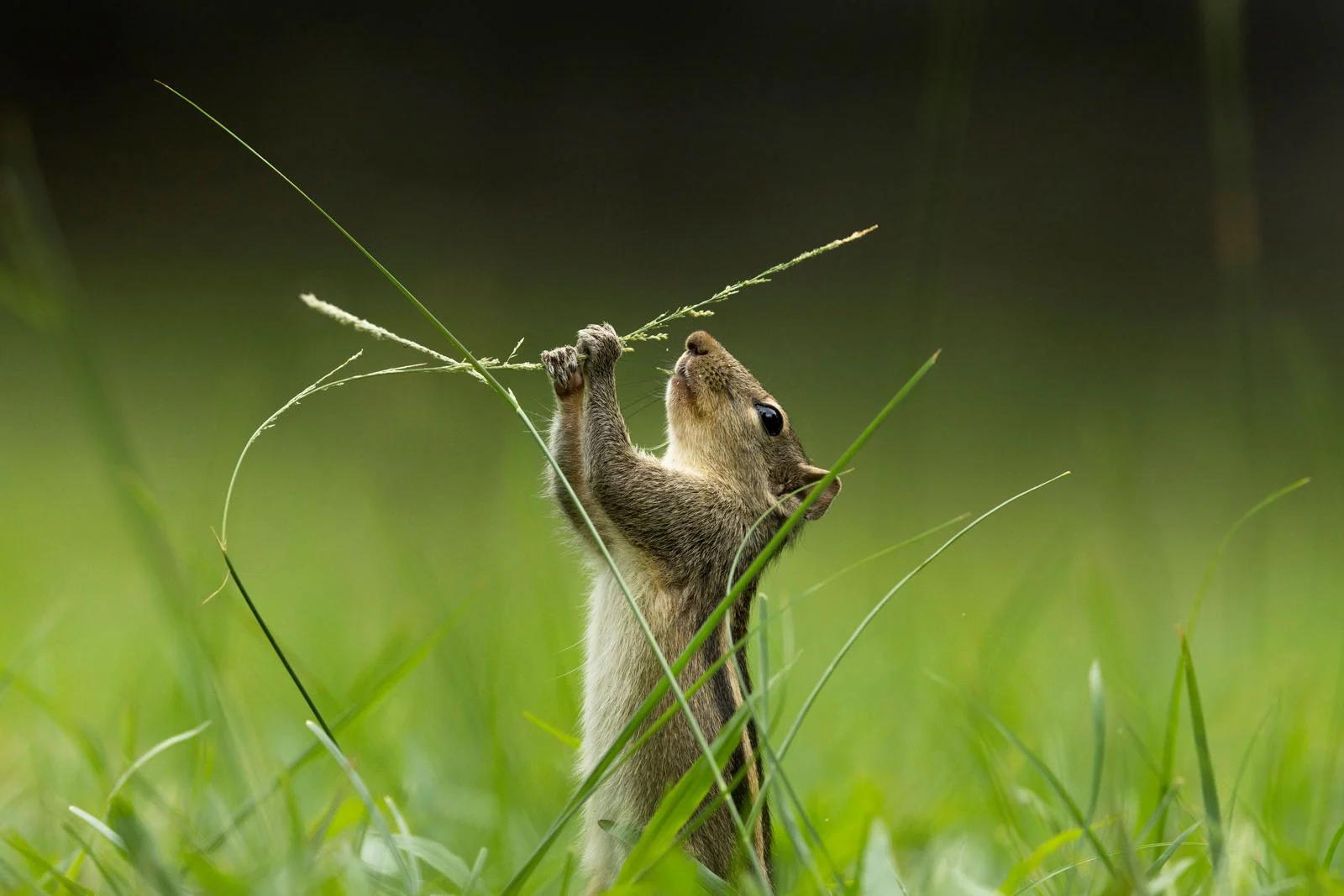 Fernando Avanka 439065 wildlife in the garden