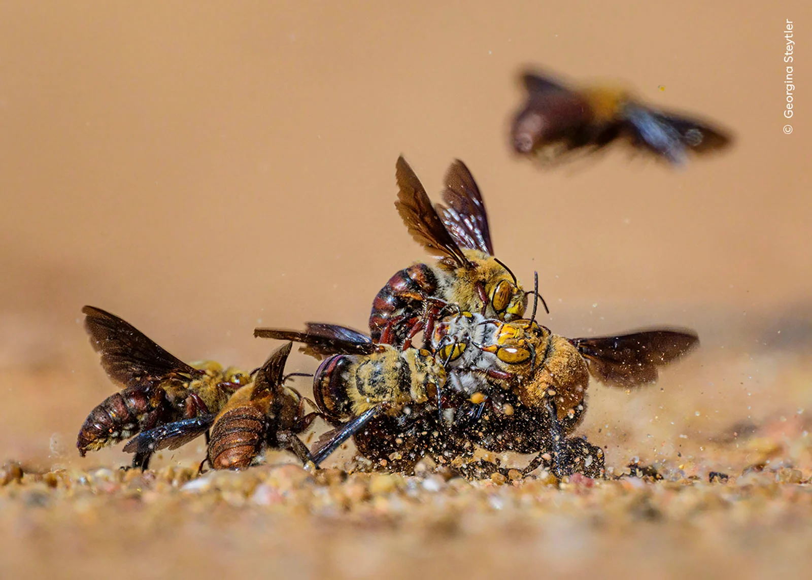 %C2%A9 Georgina Steytler Wildlife Photographer of the Year