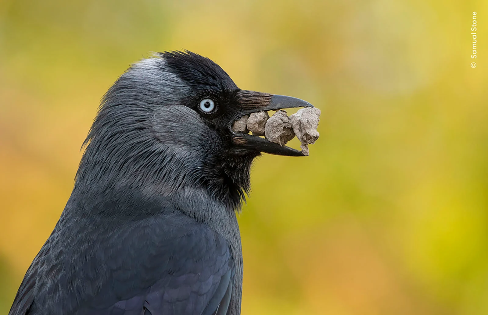 %C2%A9 Samual Stone Wildlife Photographer of the Year