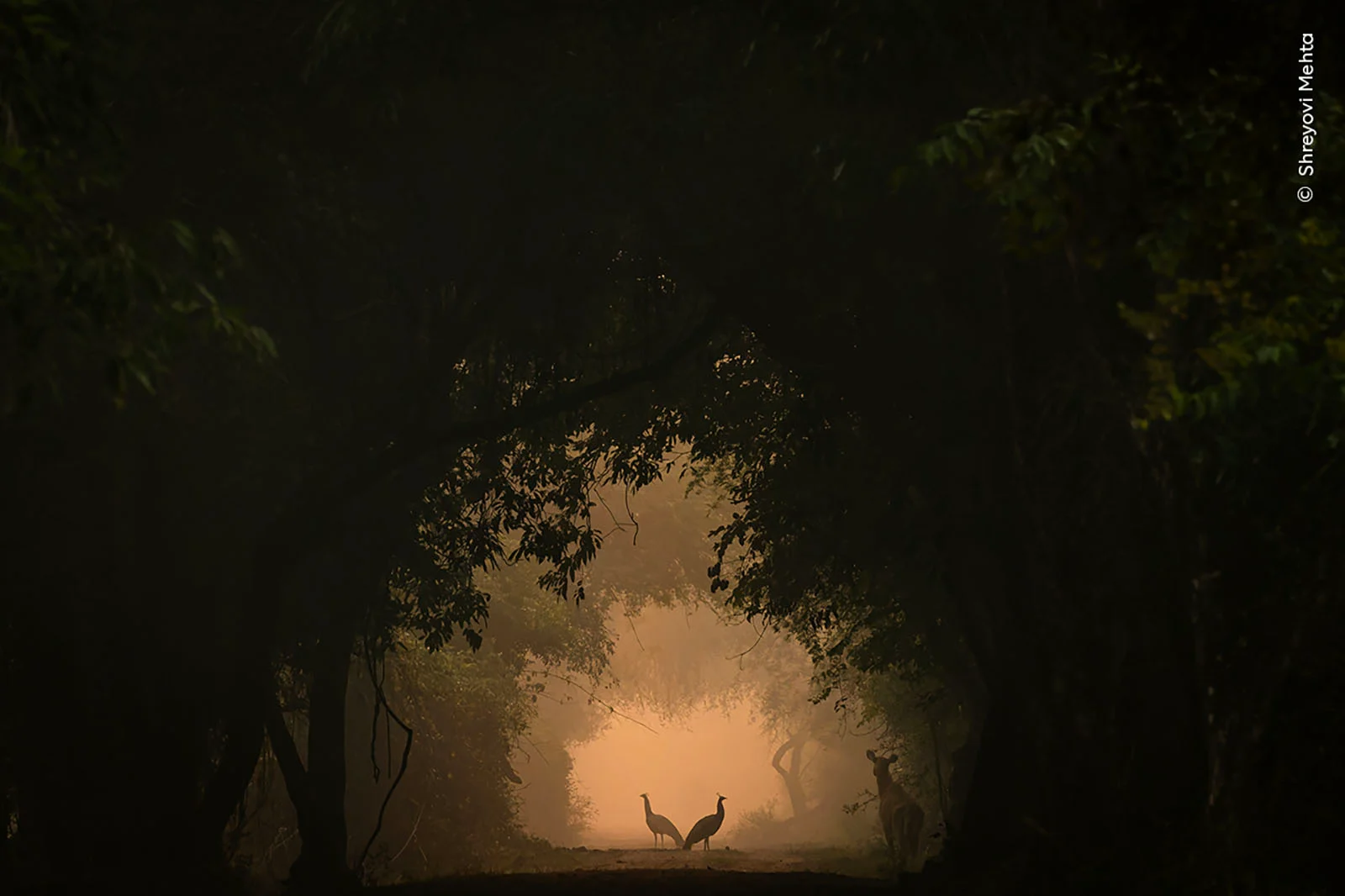 %C2%A9 Shreyovi Mehta Wildlife Photographer of the Year