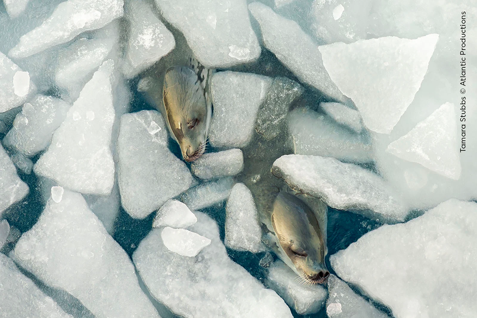 %C2%A9 Tamara Stubbs and Atlantic Productions Wildlife Photographer of the Year