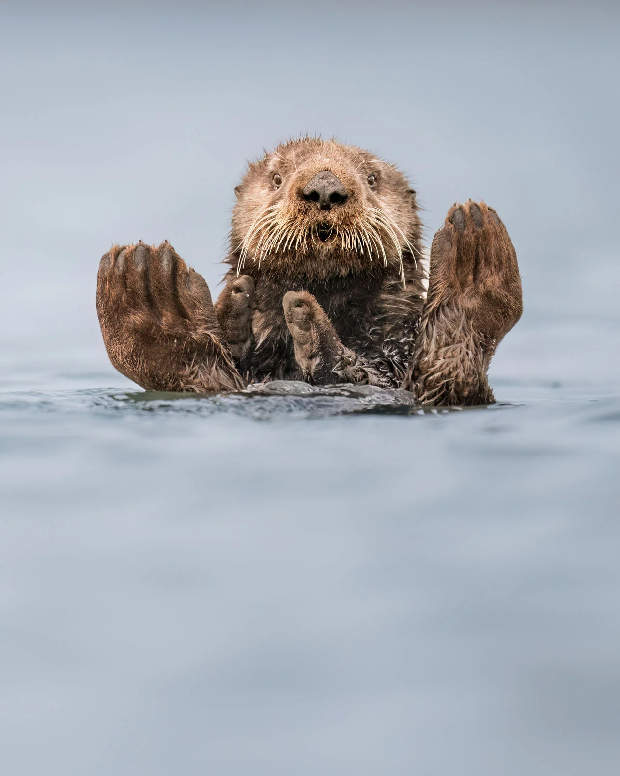 Charles Janson Otter Guru