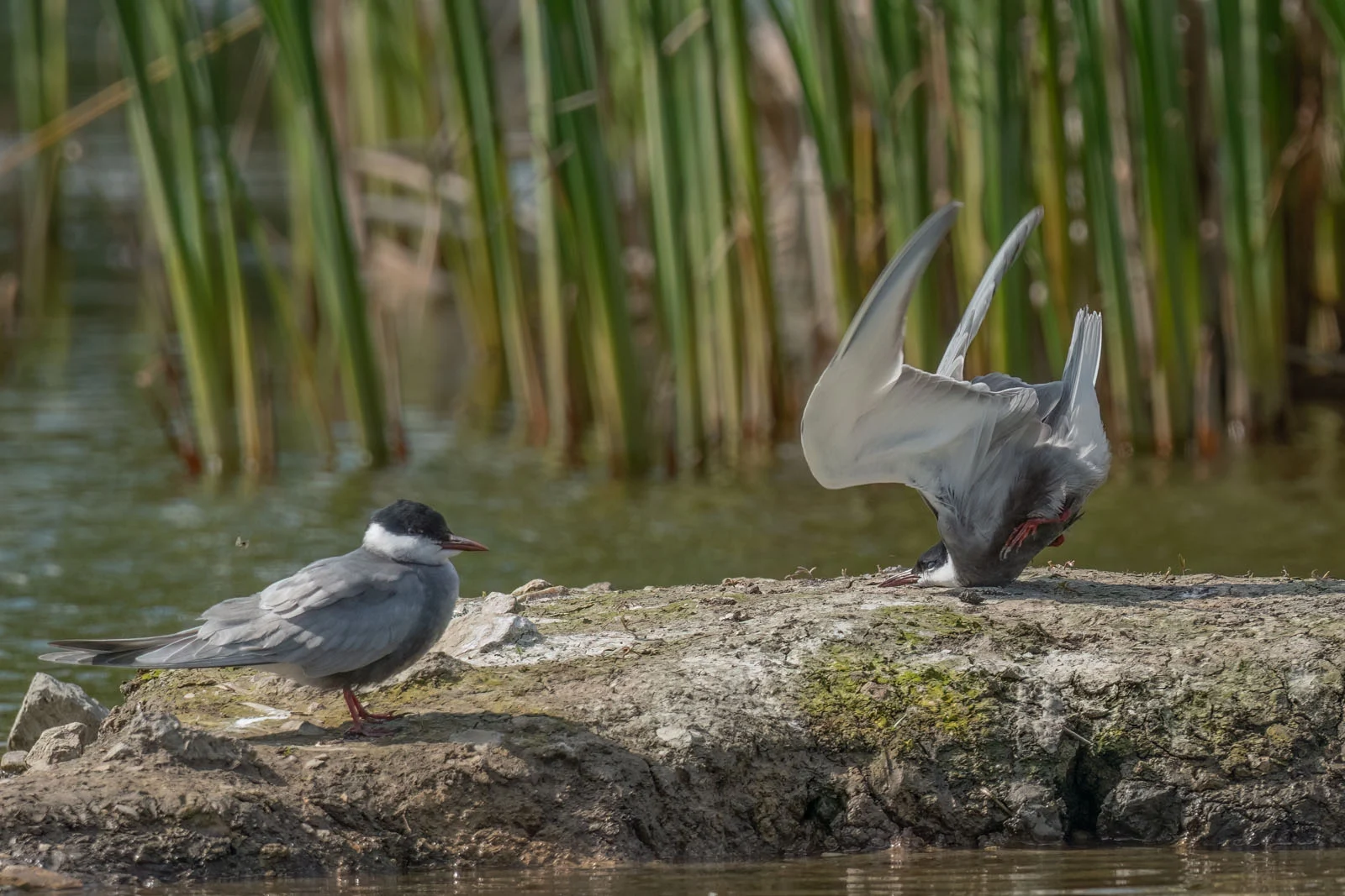 Damyan Petkov Whiskered tern crash on landing