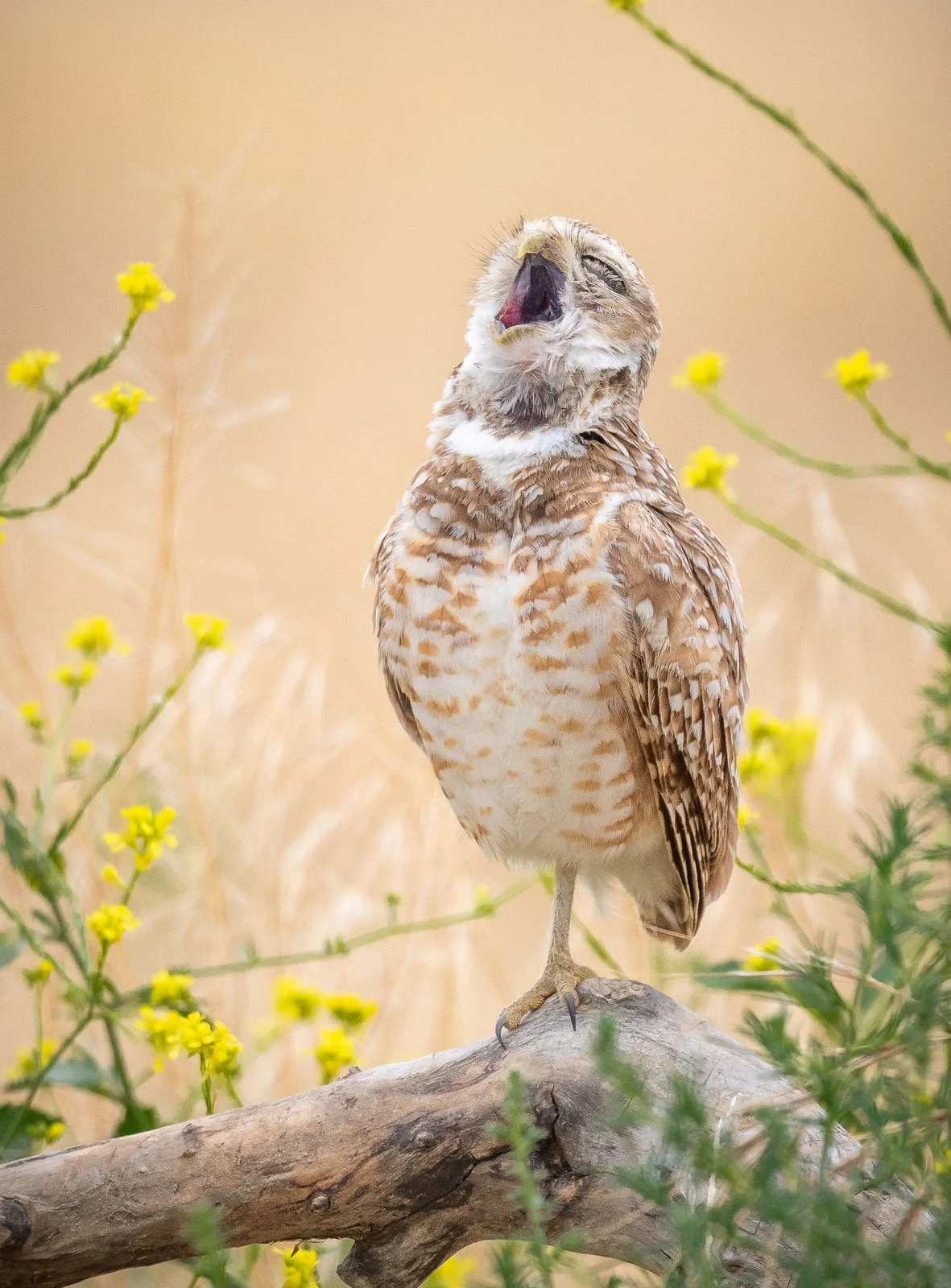 Fred Amico The Pavarotti of Owls