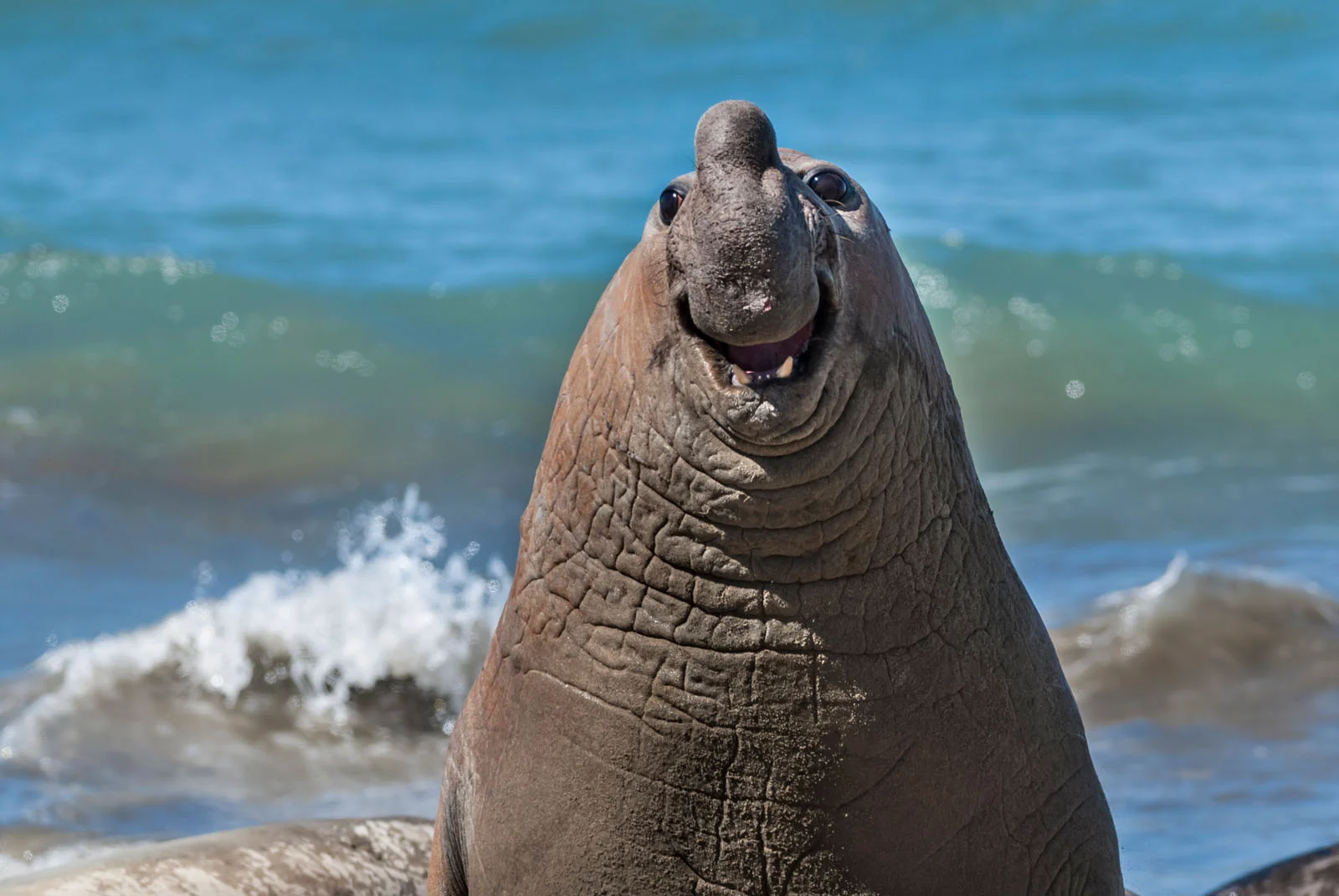 Gabriel Rojo Smiling Elephant Seal