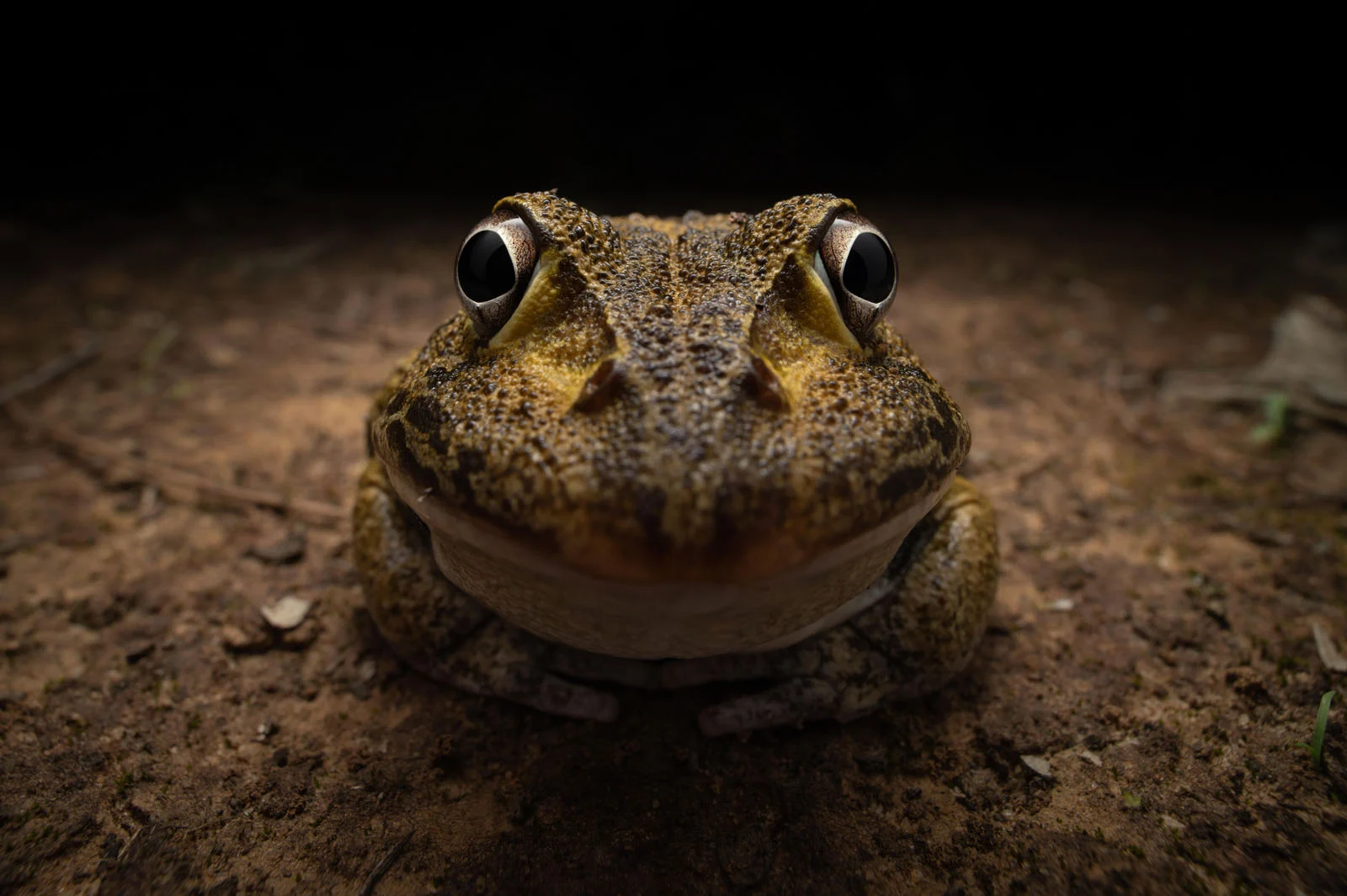 Kingston Tam Awkward smiley frog