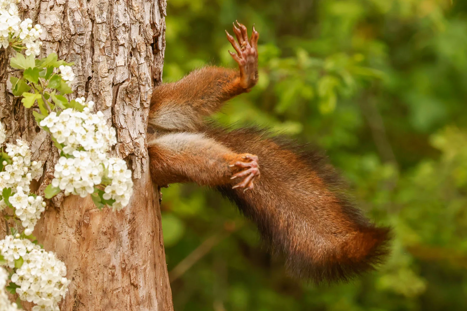 Milko Marchetti Stuck Squirrel