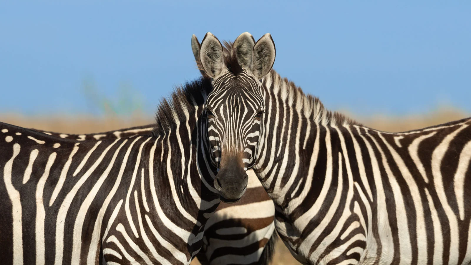 Sarosh lodhi Wait Which Zebra Is In Front