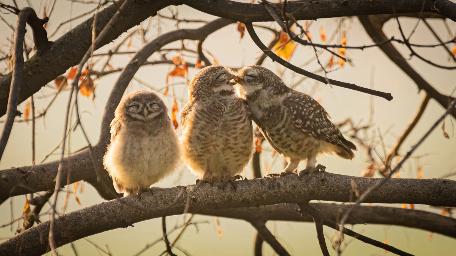 Sarthak Ranganadhan Smooching Owlets