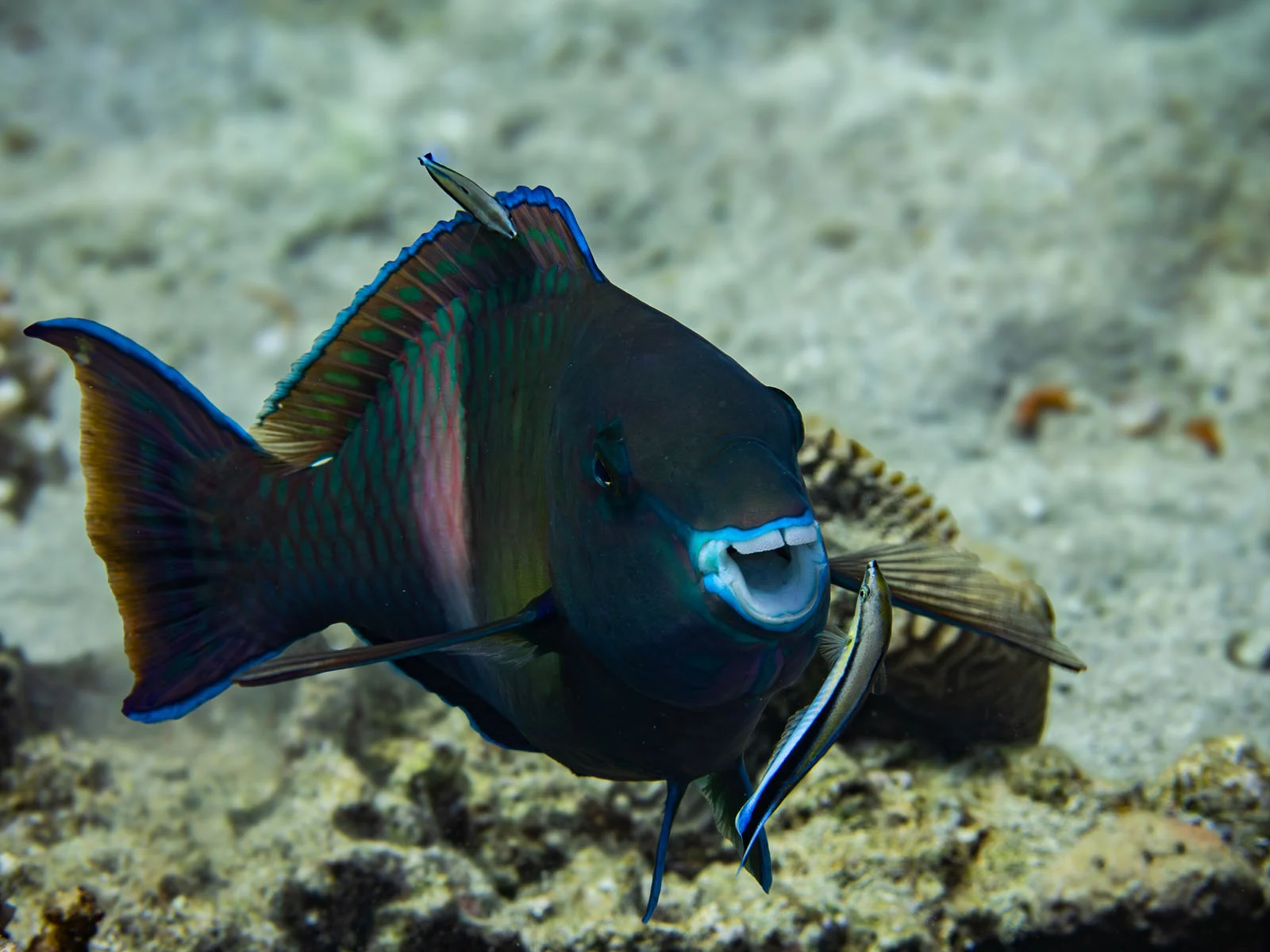 Wim Bellemans parrotfish loves to be washed